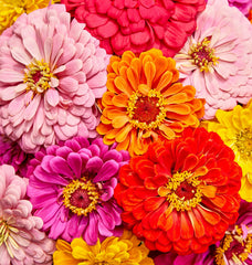 Burpee Zinnia Seeds Giant Flowered Mixed Colors packet front view