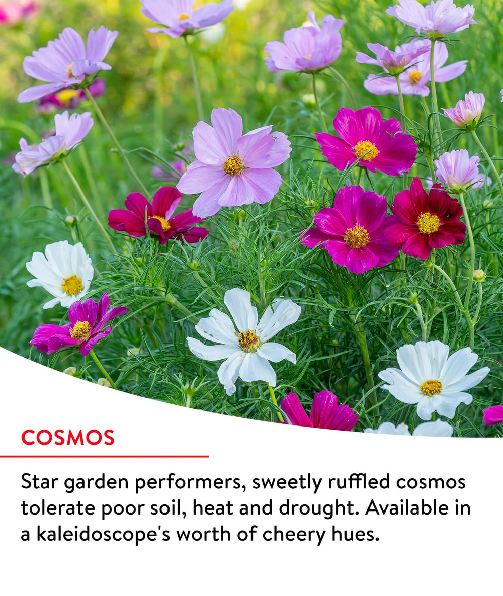 Burst of colour from blooming wildflowers in a garden