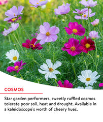Burst of colour from blooming wildflowers in a garden