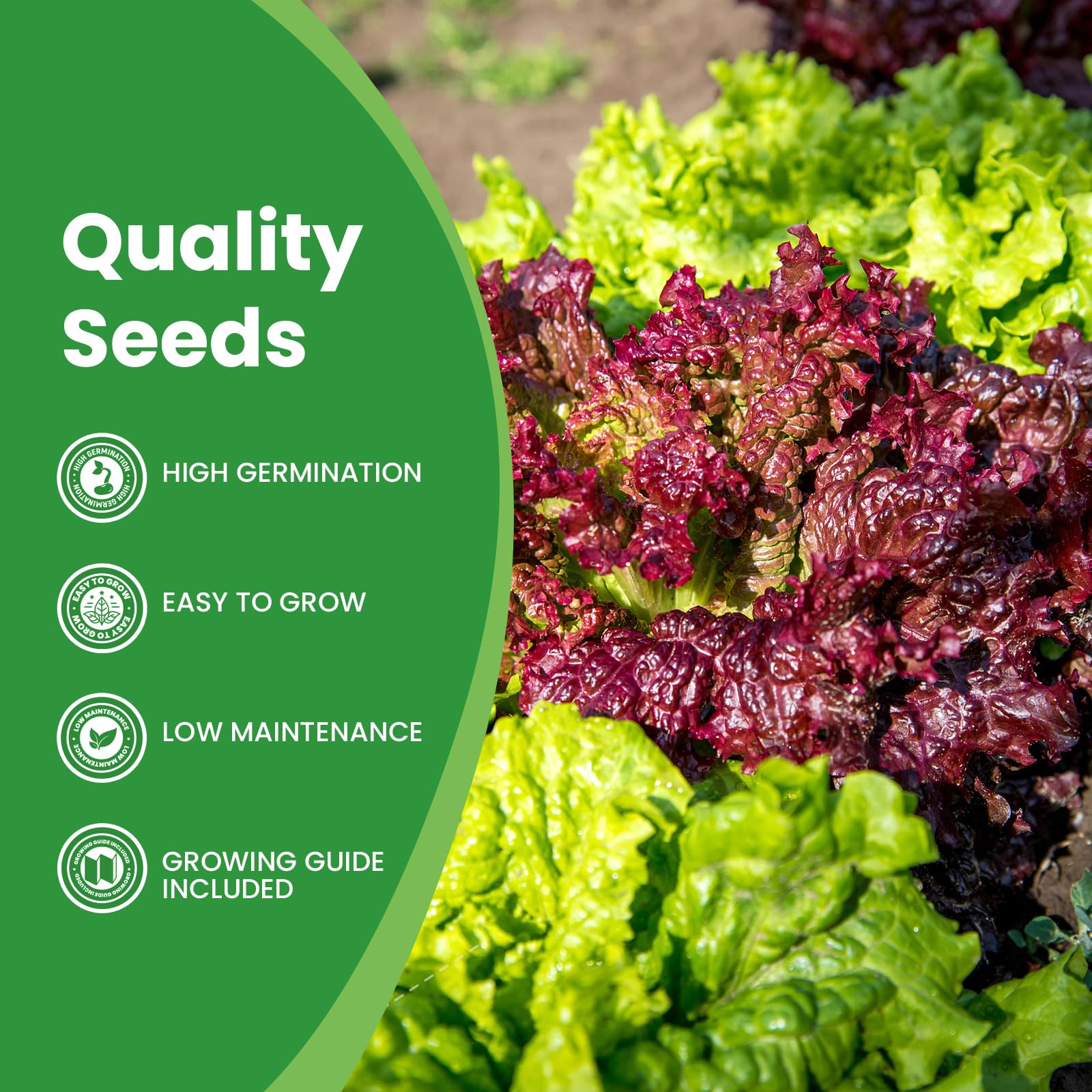 Buttercrunch lettuce seeds included in the mix