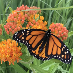 Butterfly Milkweed seeds in a garden setting