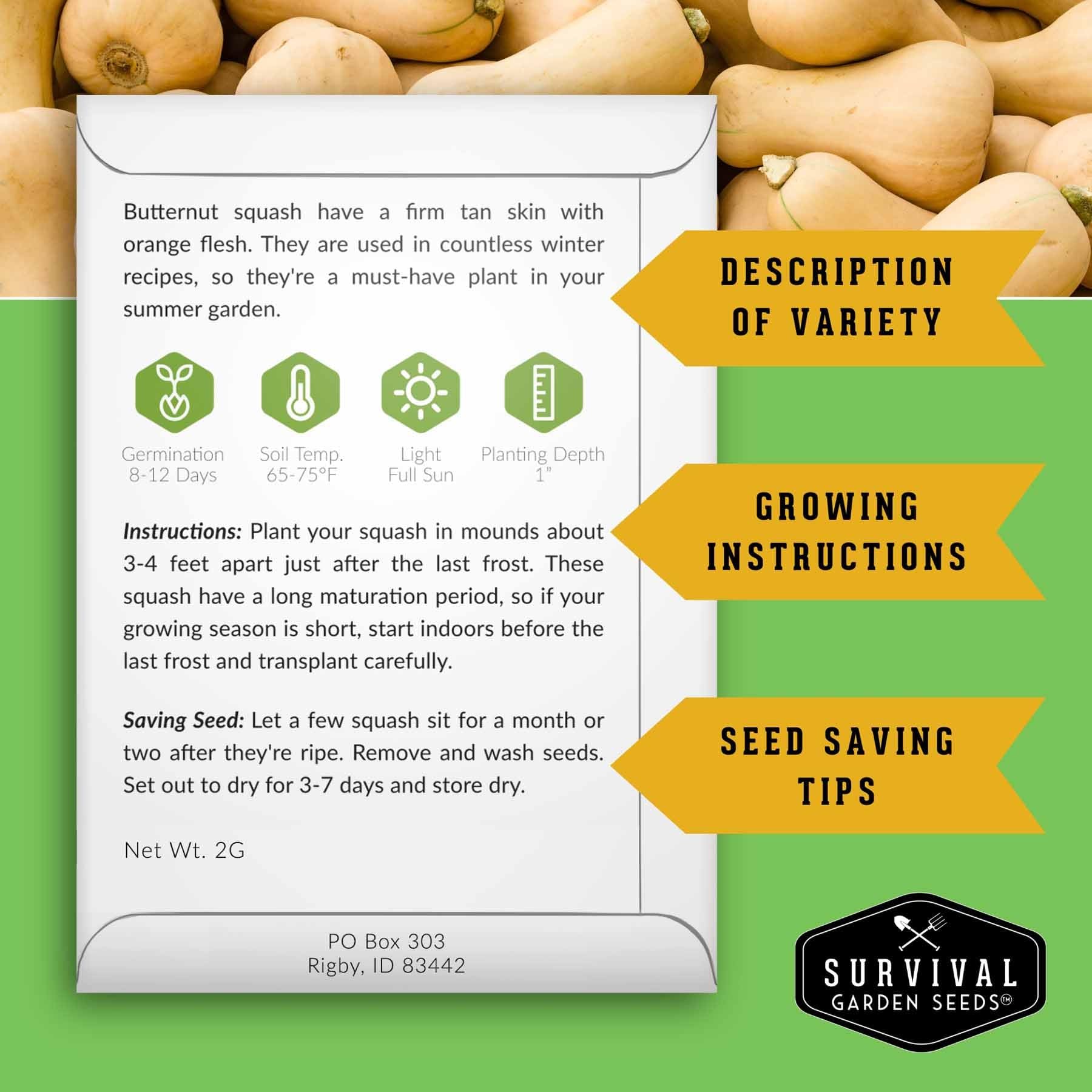Butternut squash seed close-up from the 4 variety pack