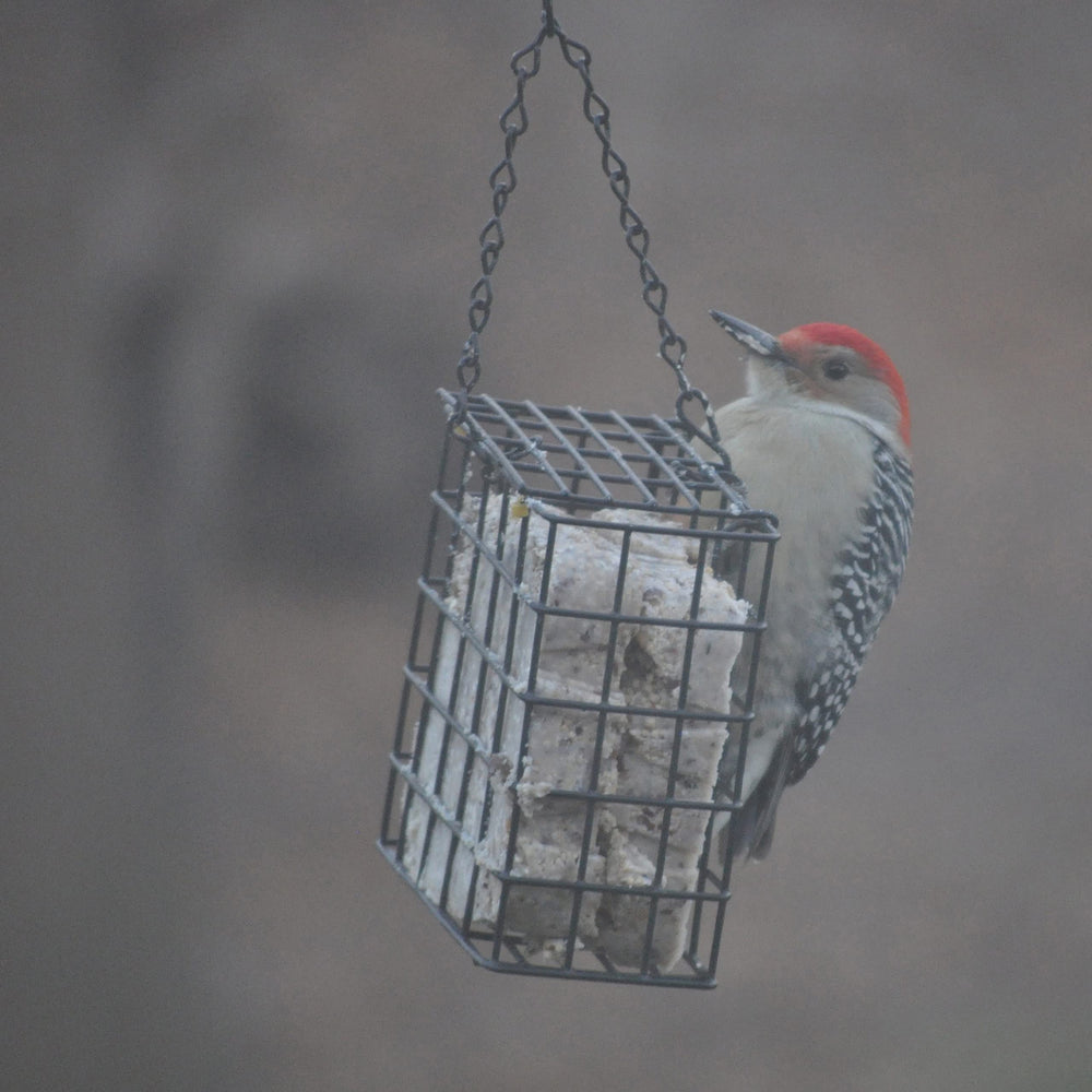 C&S Berry Delight Suet Dough in vinyl-coated wire cage