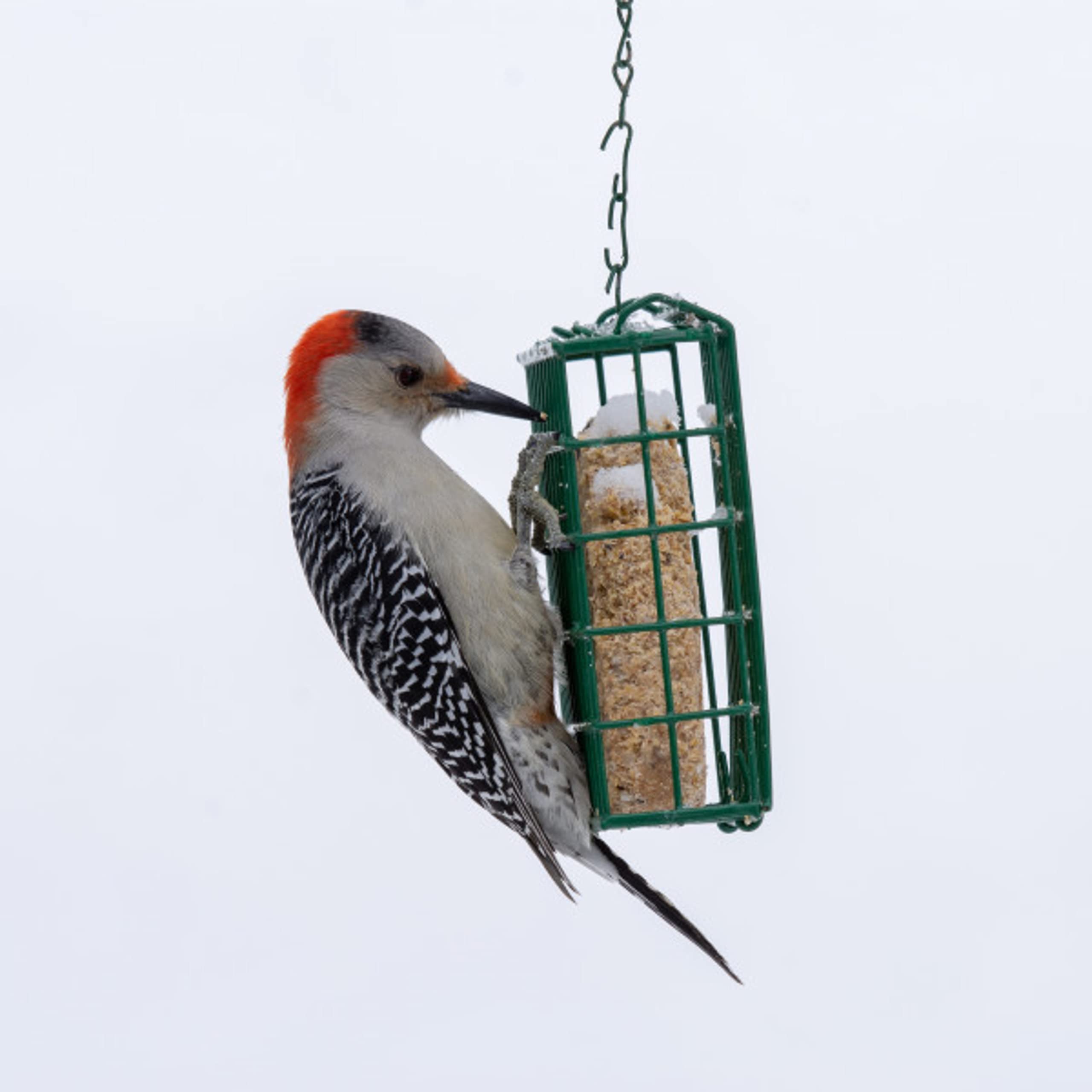 C&S Berry Delight Suet Dough pack with birds