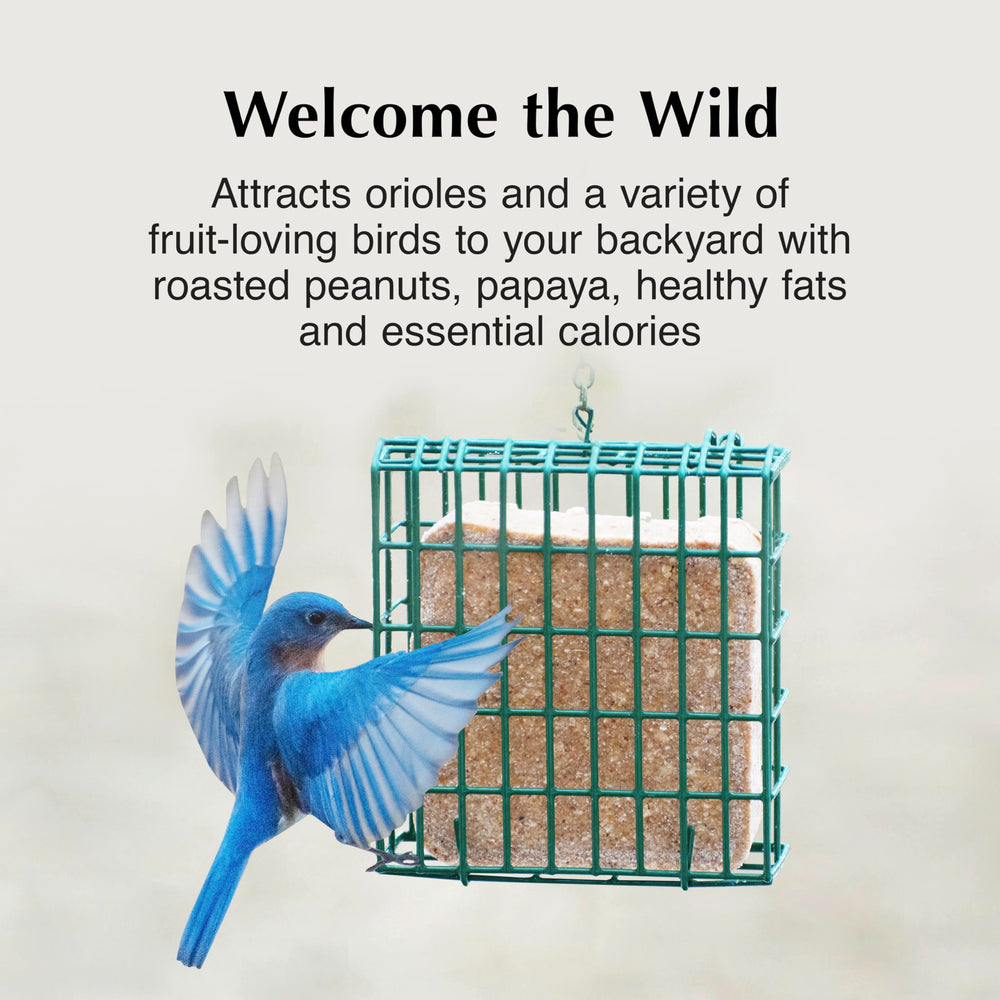 C&S Oriole Delight No Melt Suet Dough in a feeder