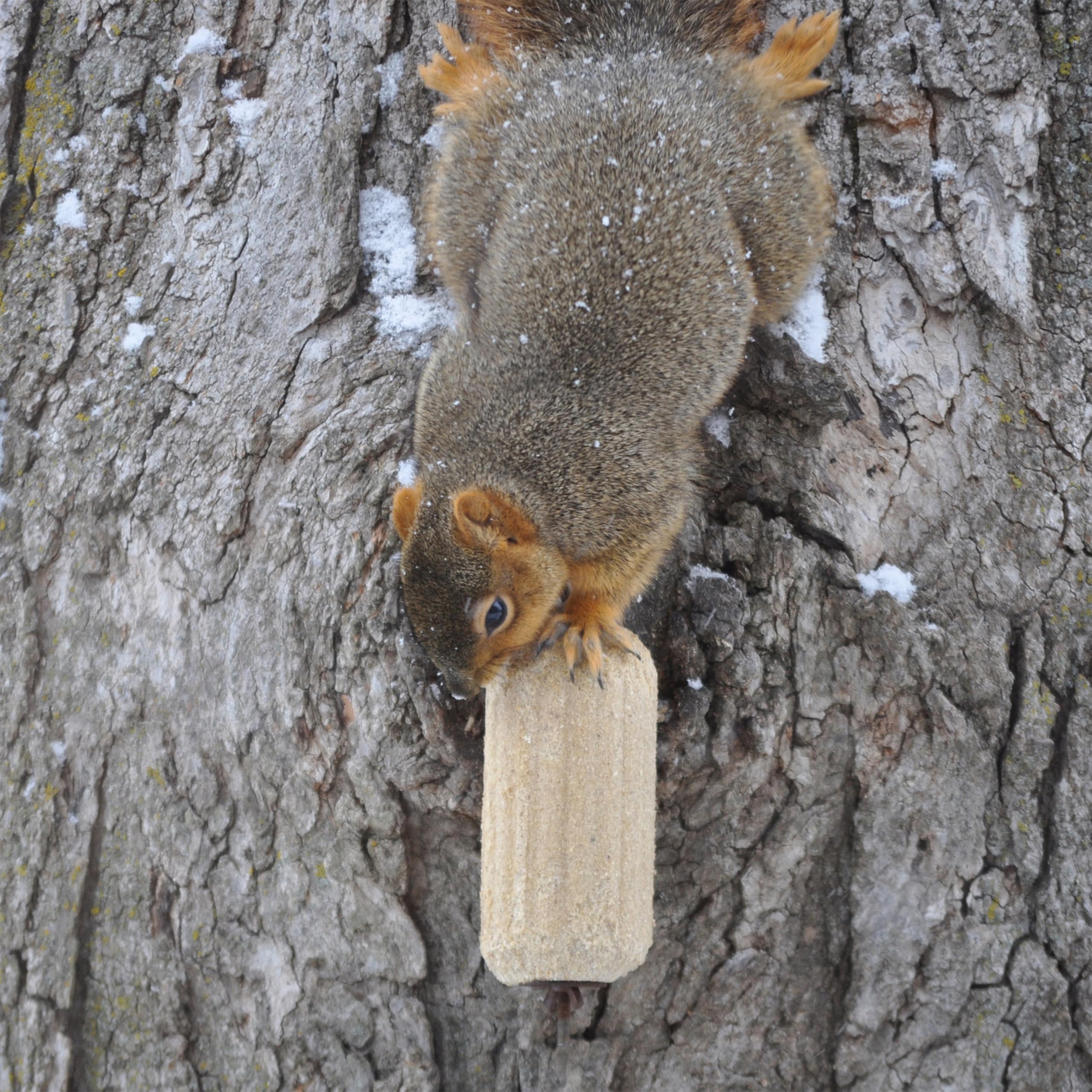 C&S Sweet Corn Squirrelog placed in a squirrel feeder