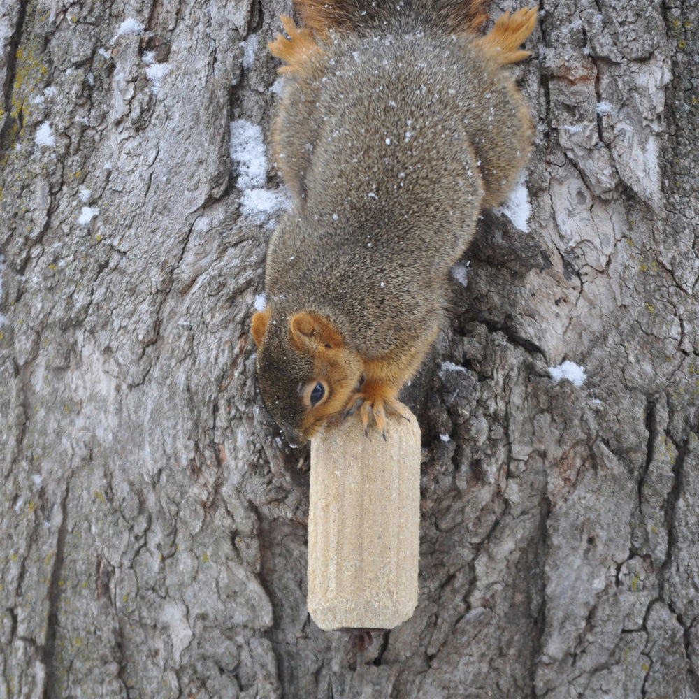 C&S Sweet Corn Squirrelog placed in a squirrel feeder
