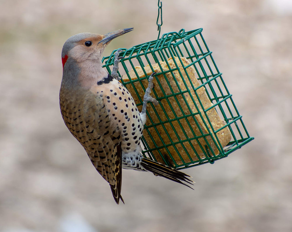 C&S Woodpecker Delight No Melt Suet Dough cakes stacked