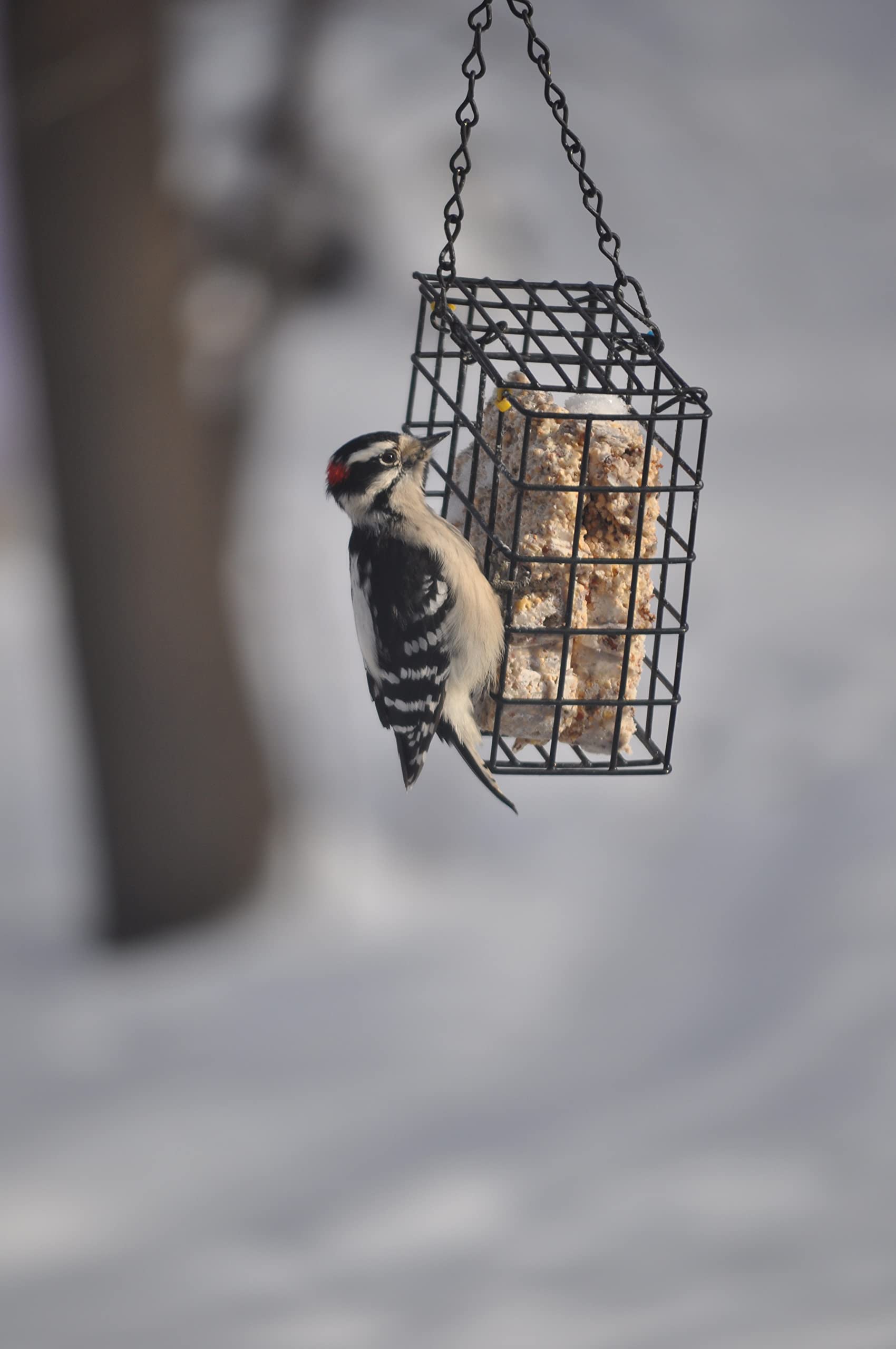 C&S Woodpecker Delight No Melt Suet Dough on a table
