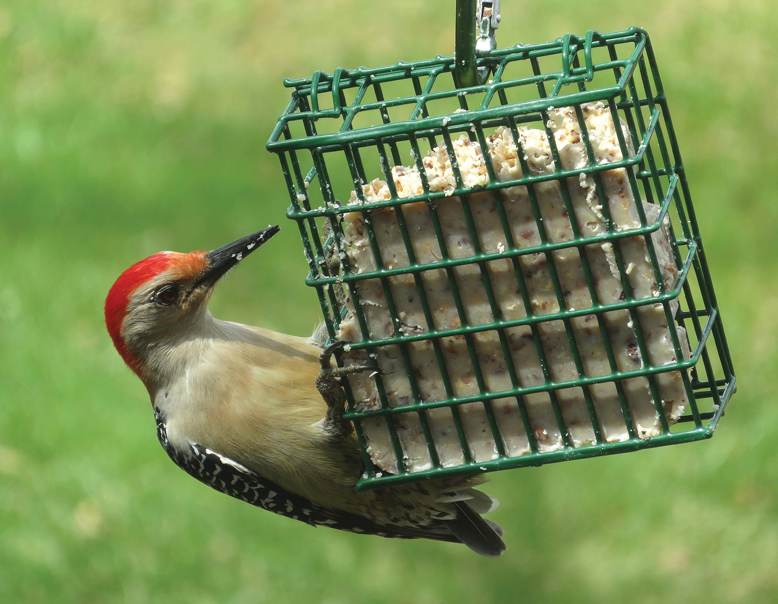 C&S Woodpecker Suet Cake in feeder