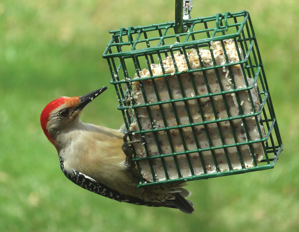 C&S Woodpecker Suet Cake in feeder