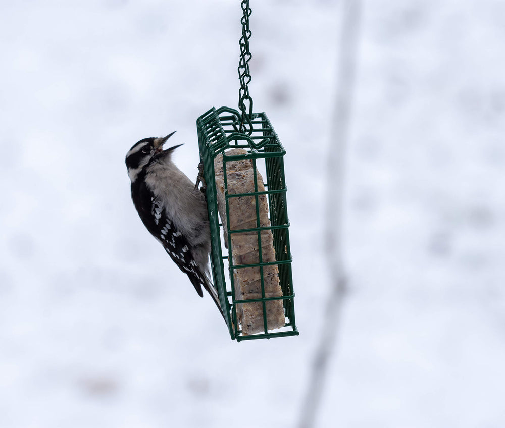 C&S Woodpecker Suet Cake ingredients close-up