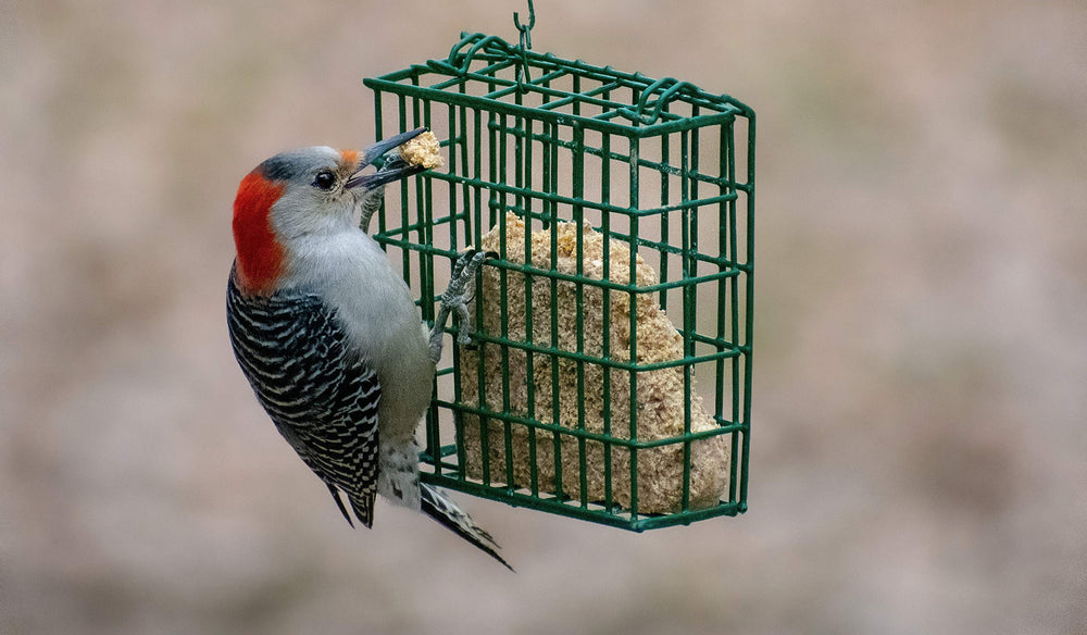 C&S Woodpecker Suet Cake nutrition facts