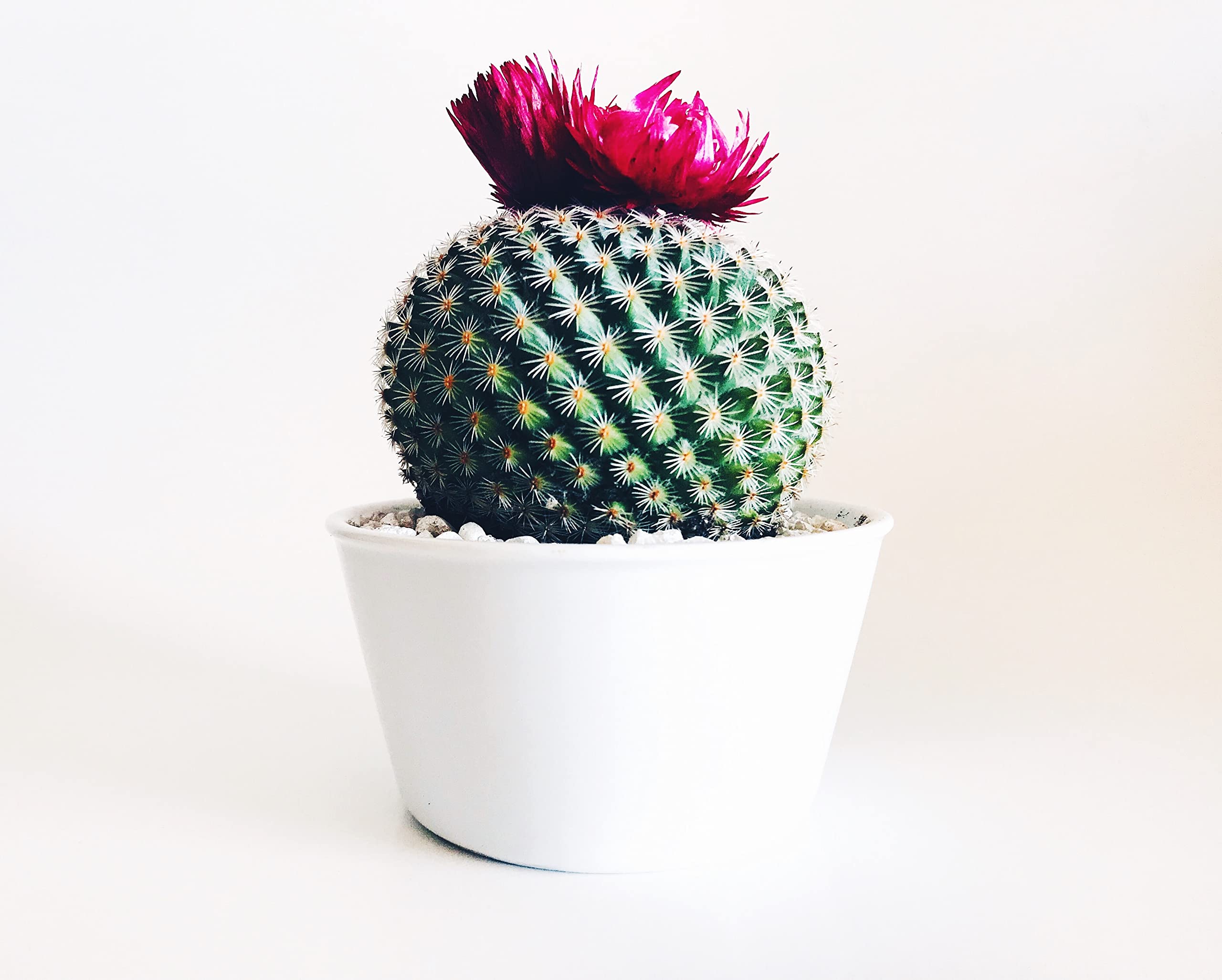 Cactus planted in JK Global Imports Calcined Clay soil