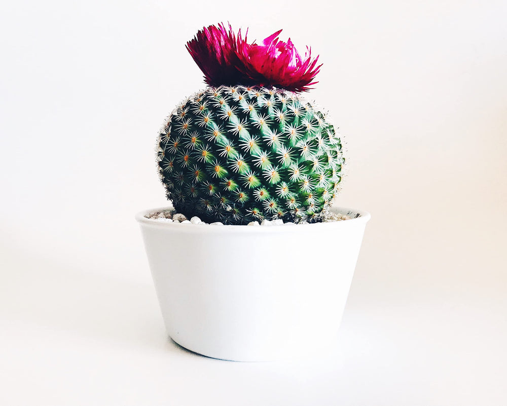 Cactus planted in JK Global Imports Calcined Clay soil
