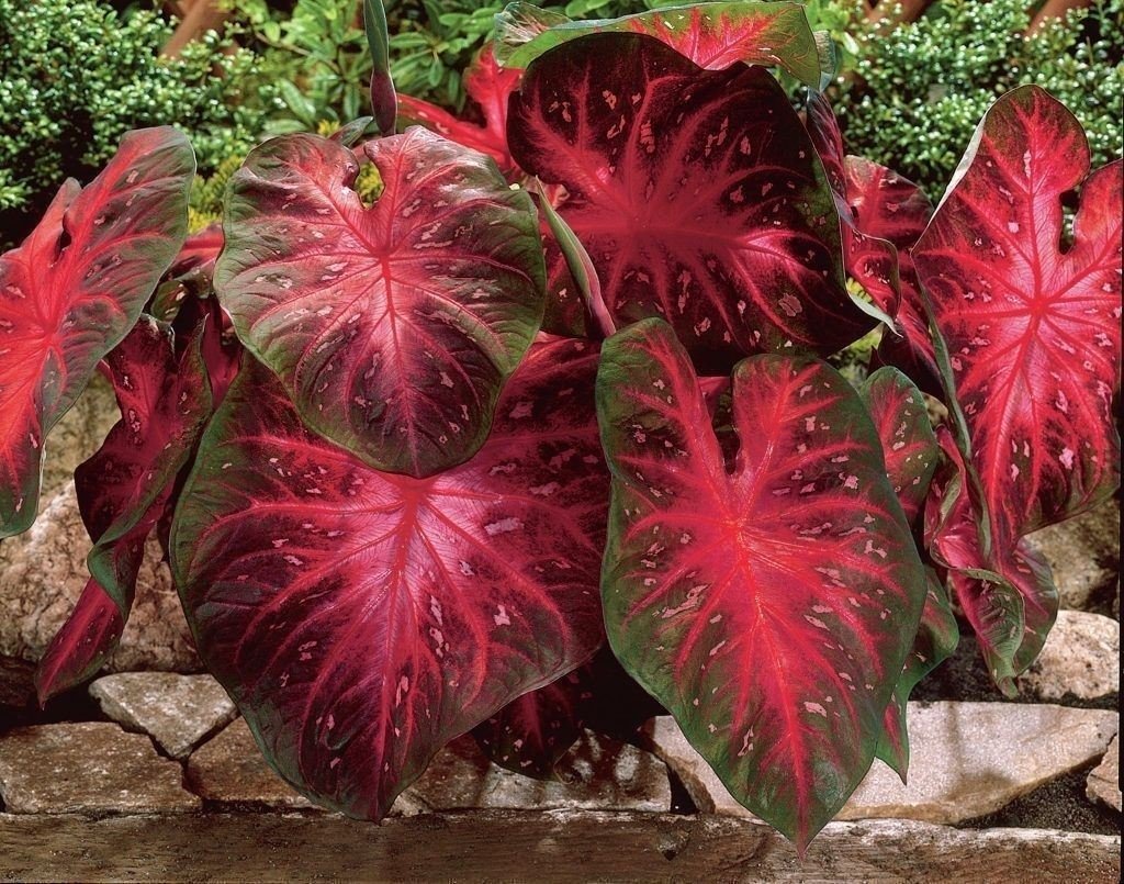 Caladium Red Flash bulb pack with 10 bulbs