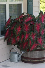 Caladium Red Flash bulbs in a decorative container