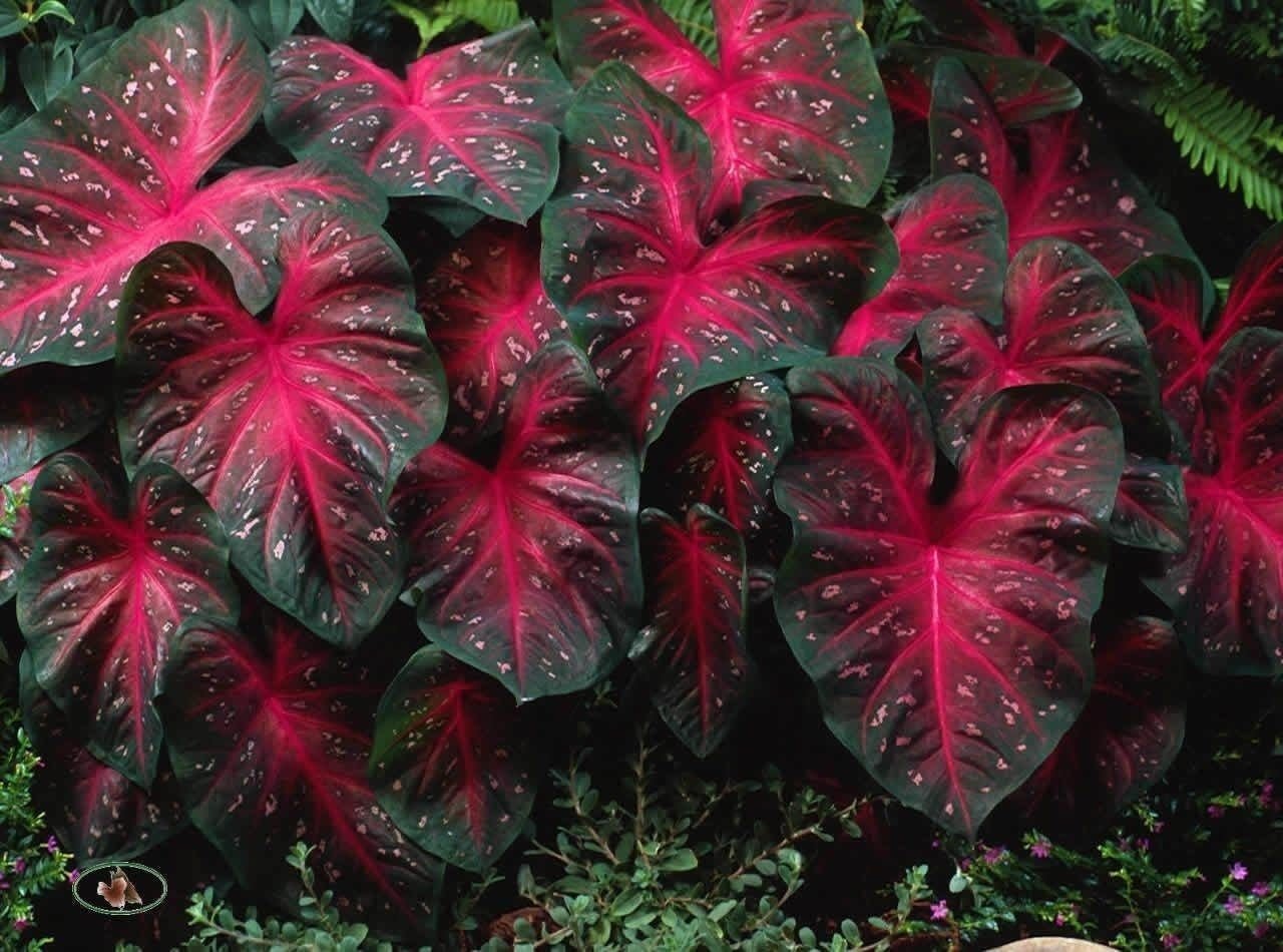 Caladium Red Flash plants thriving in sunlight
