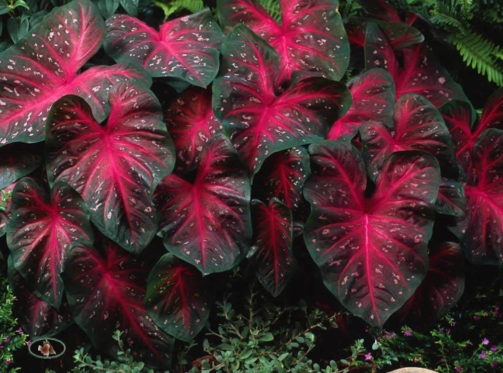 Caladium Red Flash plants thriving in sunlight