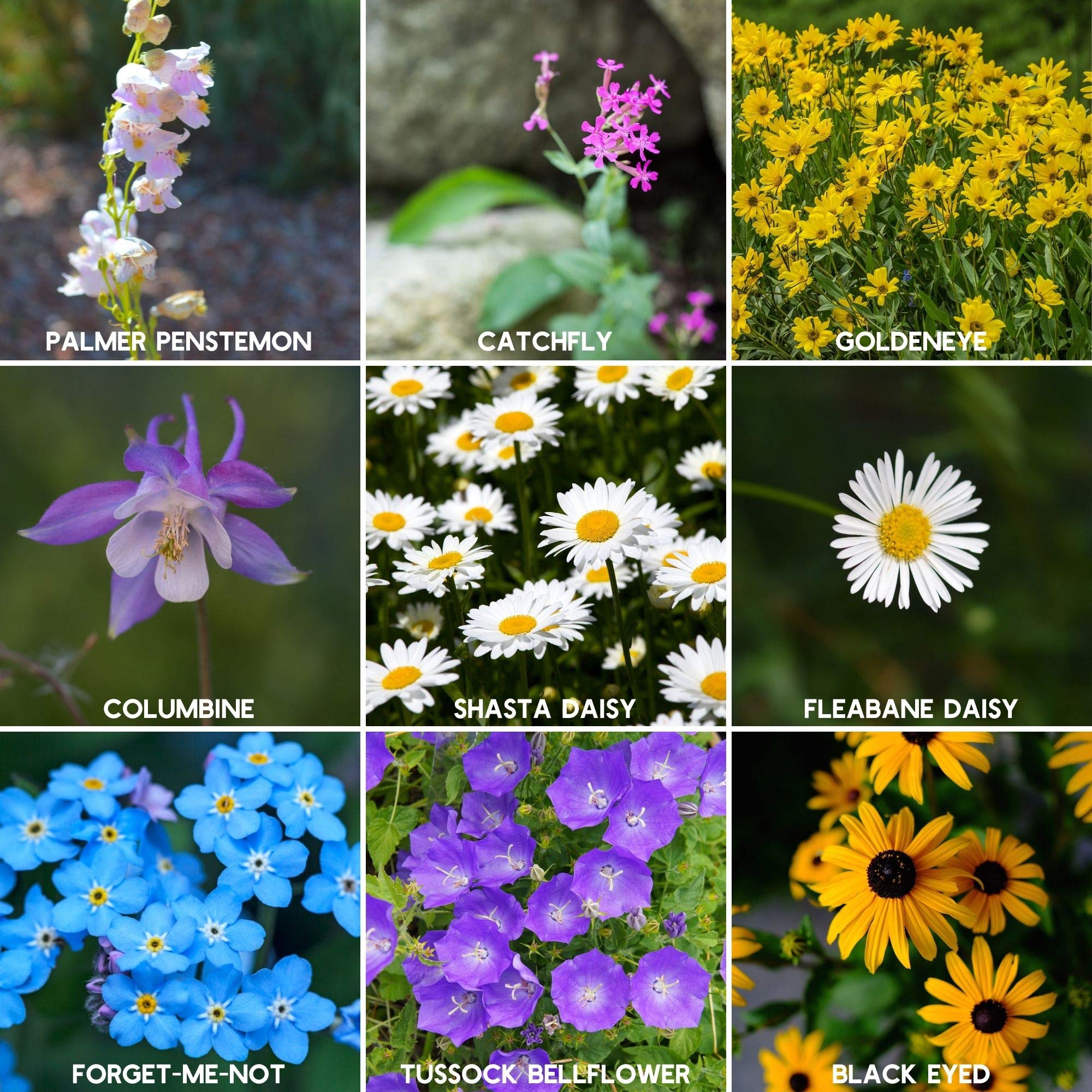 California Poppy and Blue Flax flowers from Rocky Mountain Seed Mix