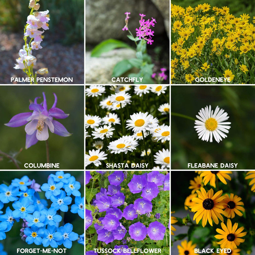 California Poppy and Blue Flax flowers from Rocky Mountain Seed Mix