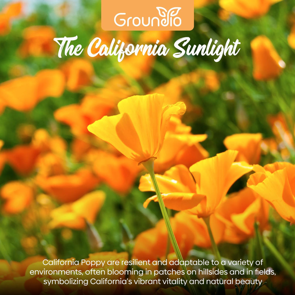California poppy flowers attracting bees in a garden