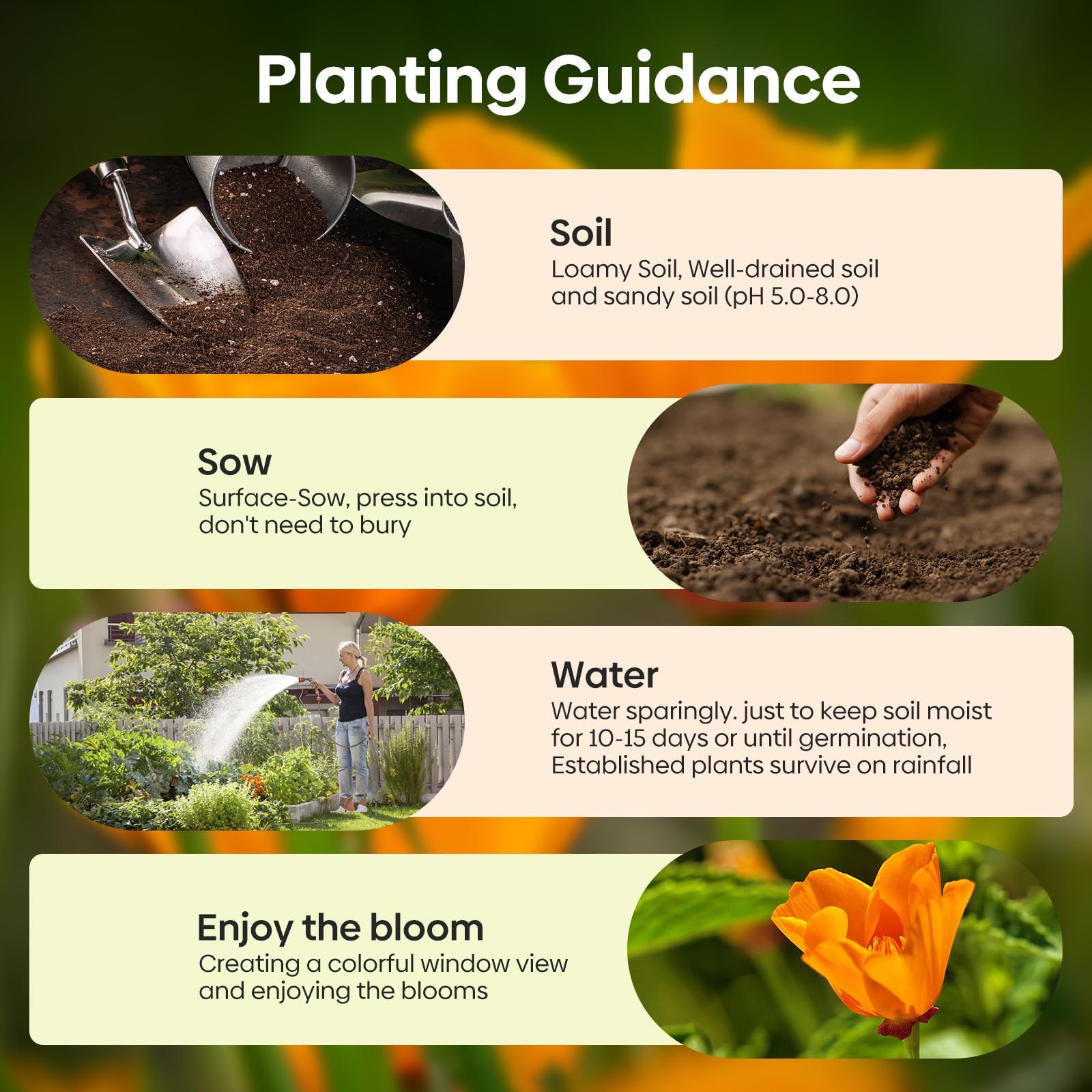 California poppy plants growing in a sunny garden setting