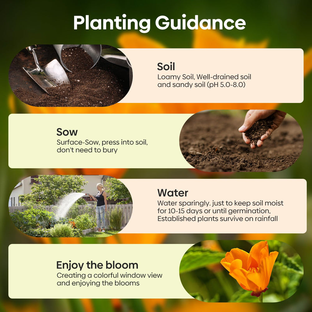 California poppy plants growing in a sunny garden setting