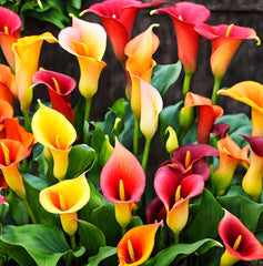 Calla Lily seedlings sprouting in pots