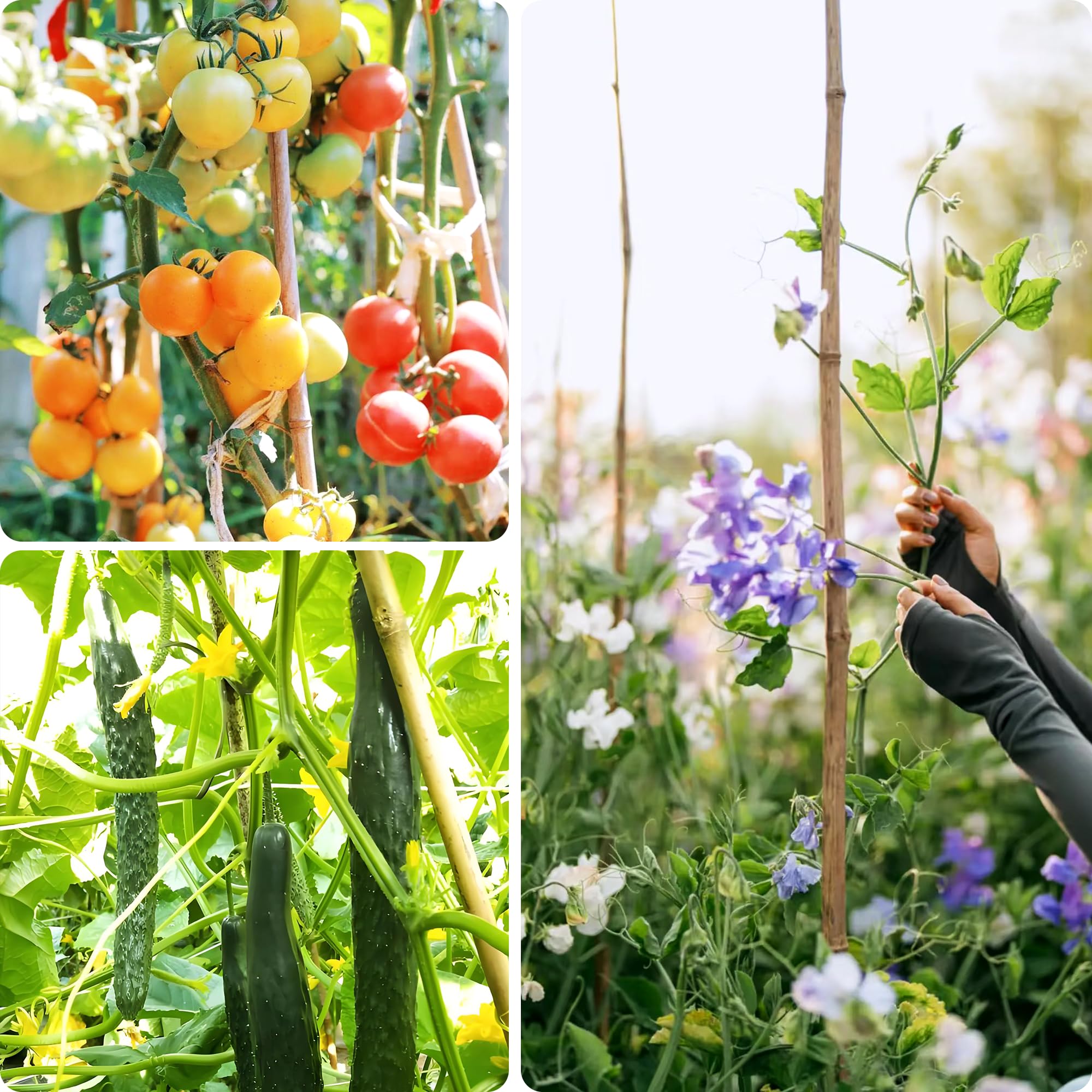 Cambaverd Bamboo Stakes 3ft being used for tomato plant support