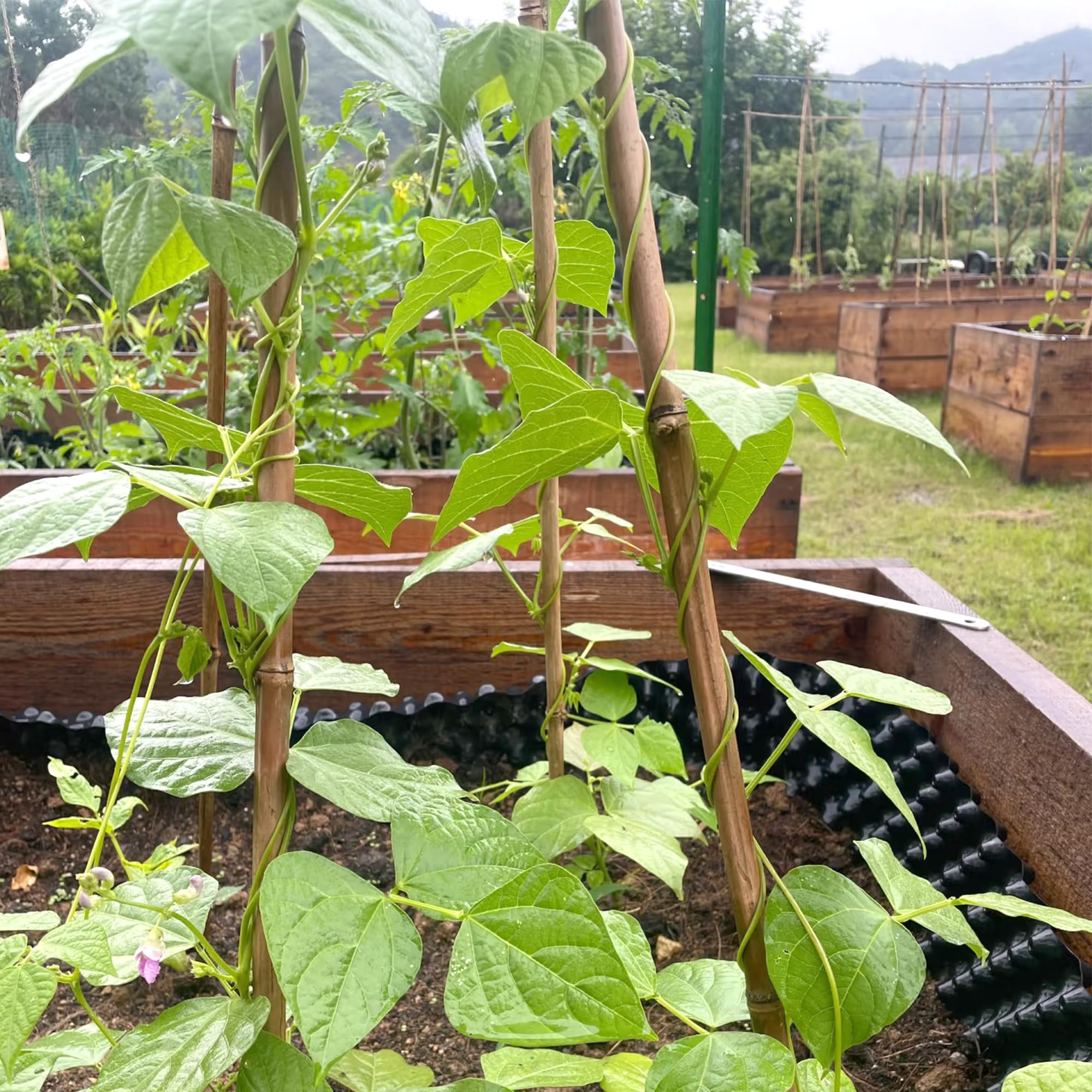 Cambaverd Bamboo Stakes 3ft with easy installation demonstration