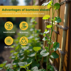 Cambaverd Bamboo Stakes installation in garden