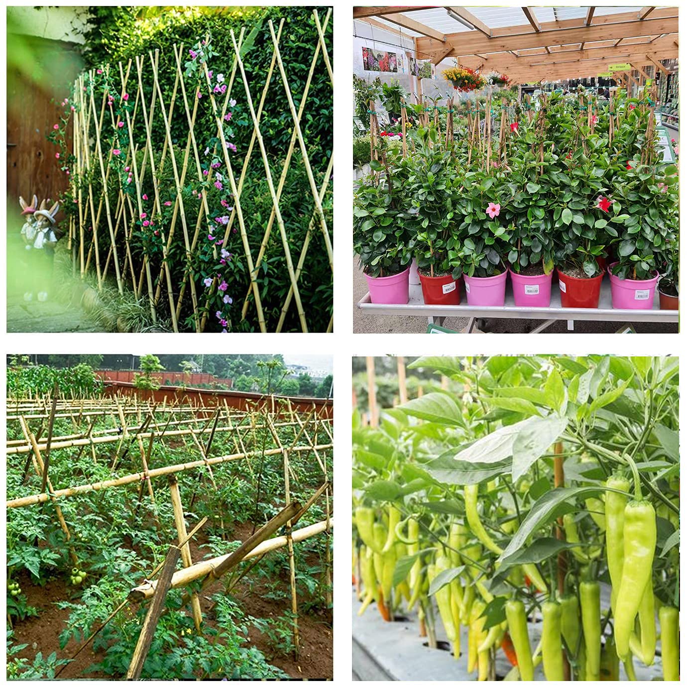 Cambaverd Bamboo Stakes supporting young plants
