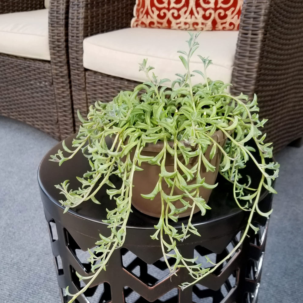 Care instructions for String of Dolphins succulent plant