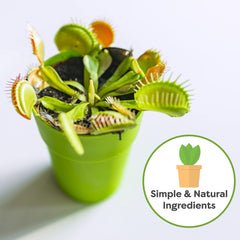 Carnivorous plants potted in Perfect Plants Soil