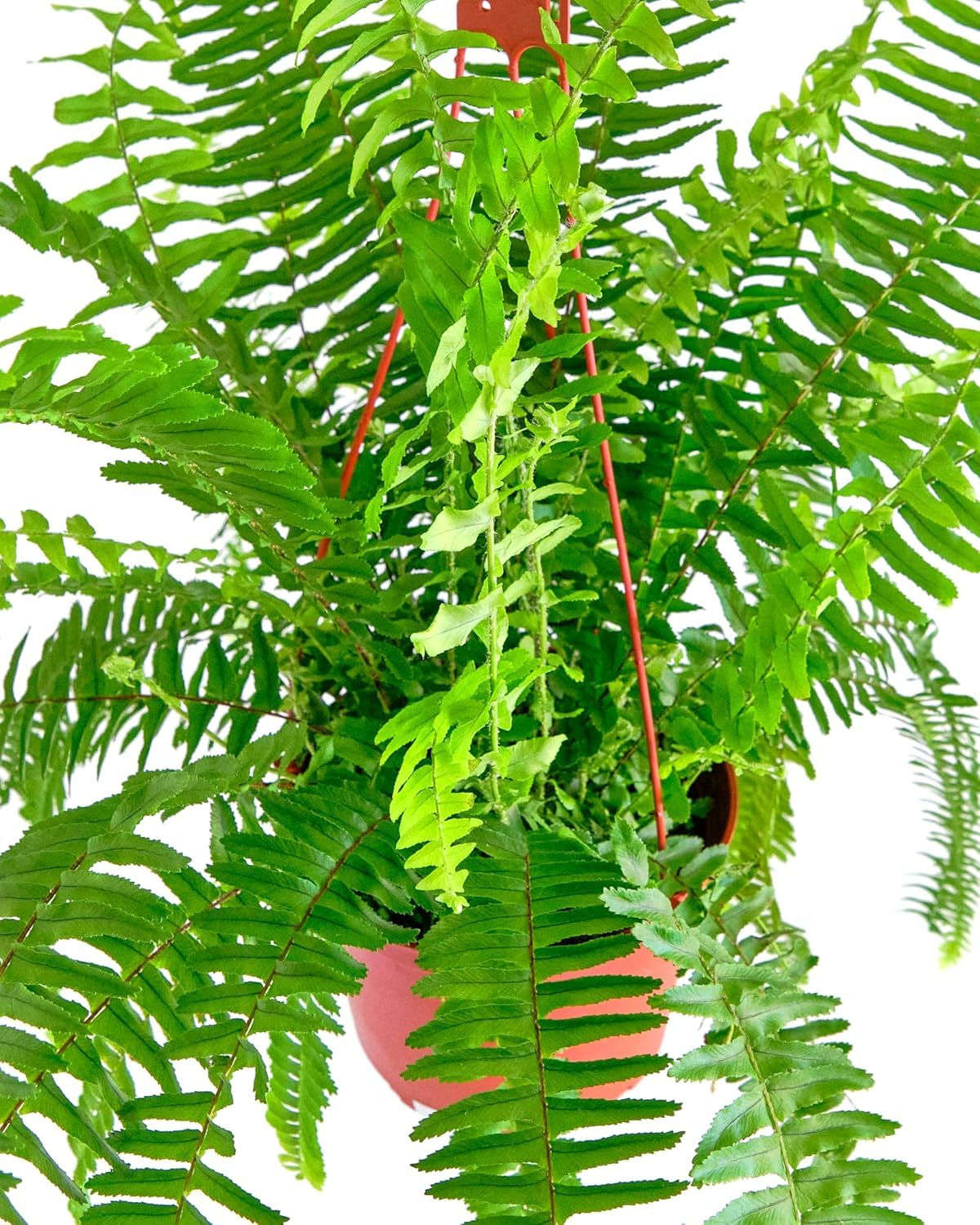 Cascading fronds of the Queen Fern Plant close-up view
