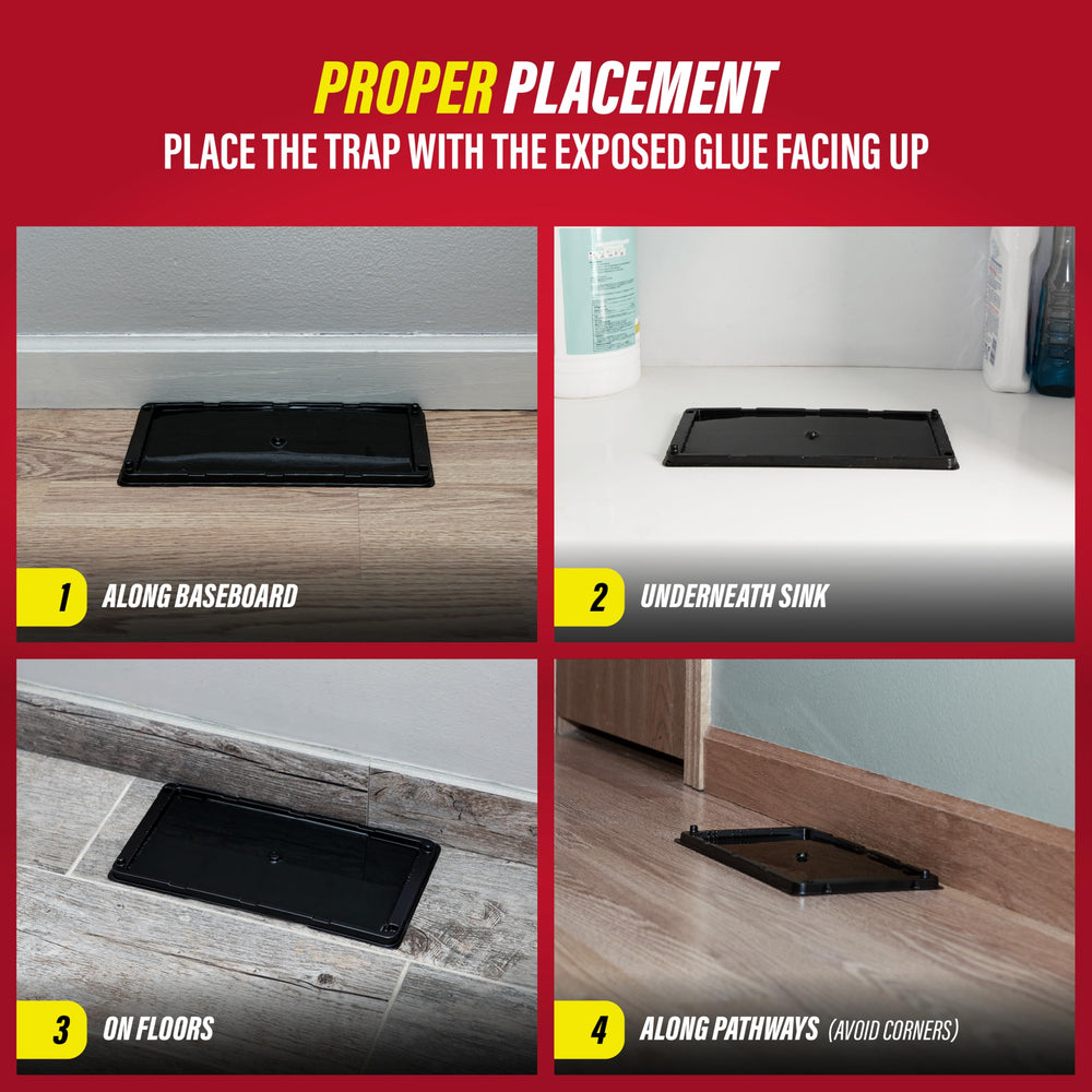Catchmaster glue trap laid out in a corner