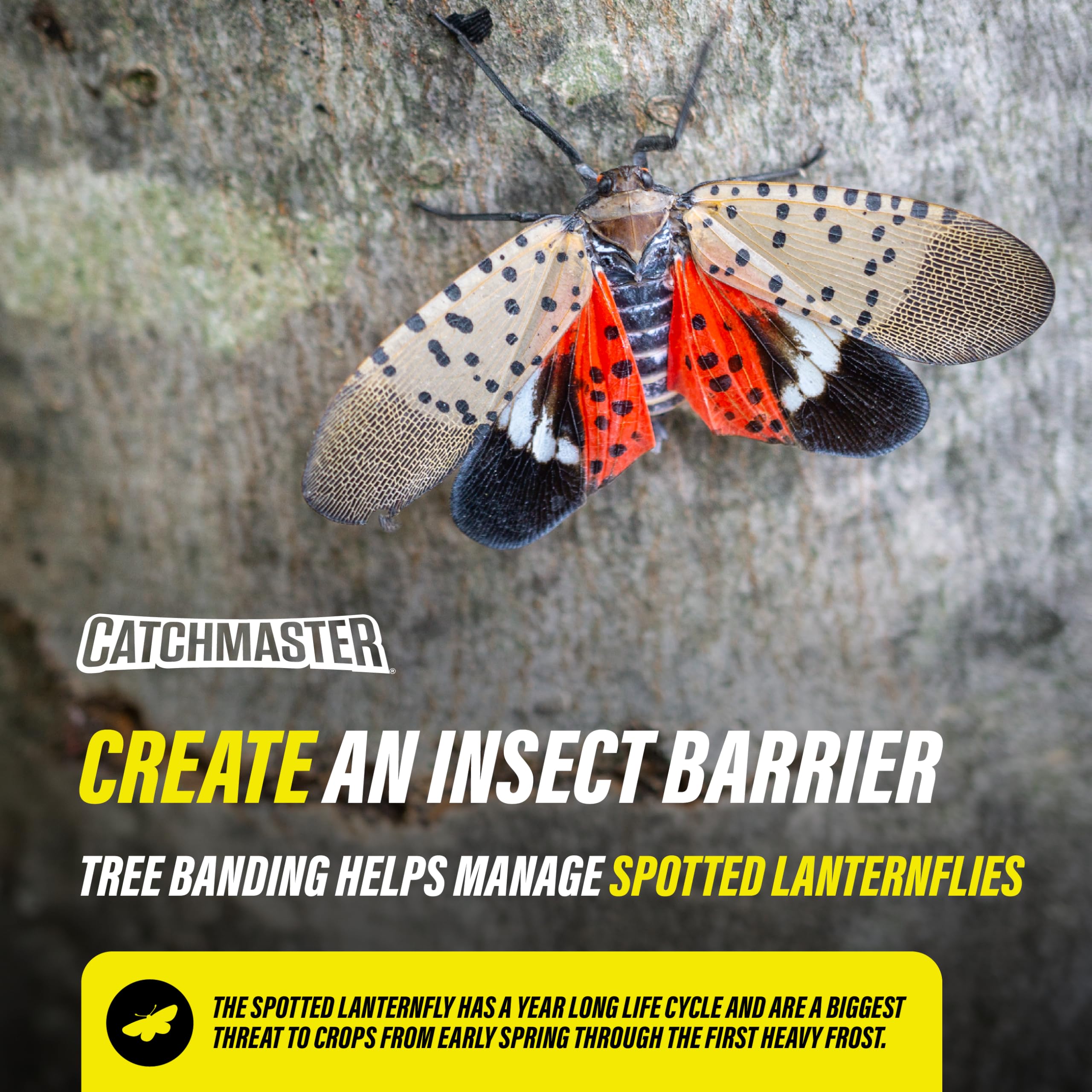 Catchmaster Tree Banding Insect Barrier application on a tree