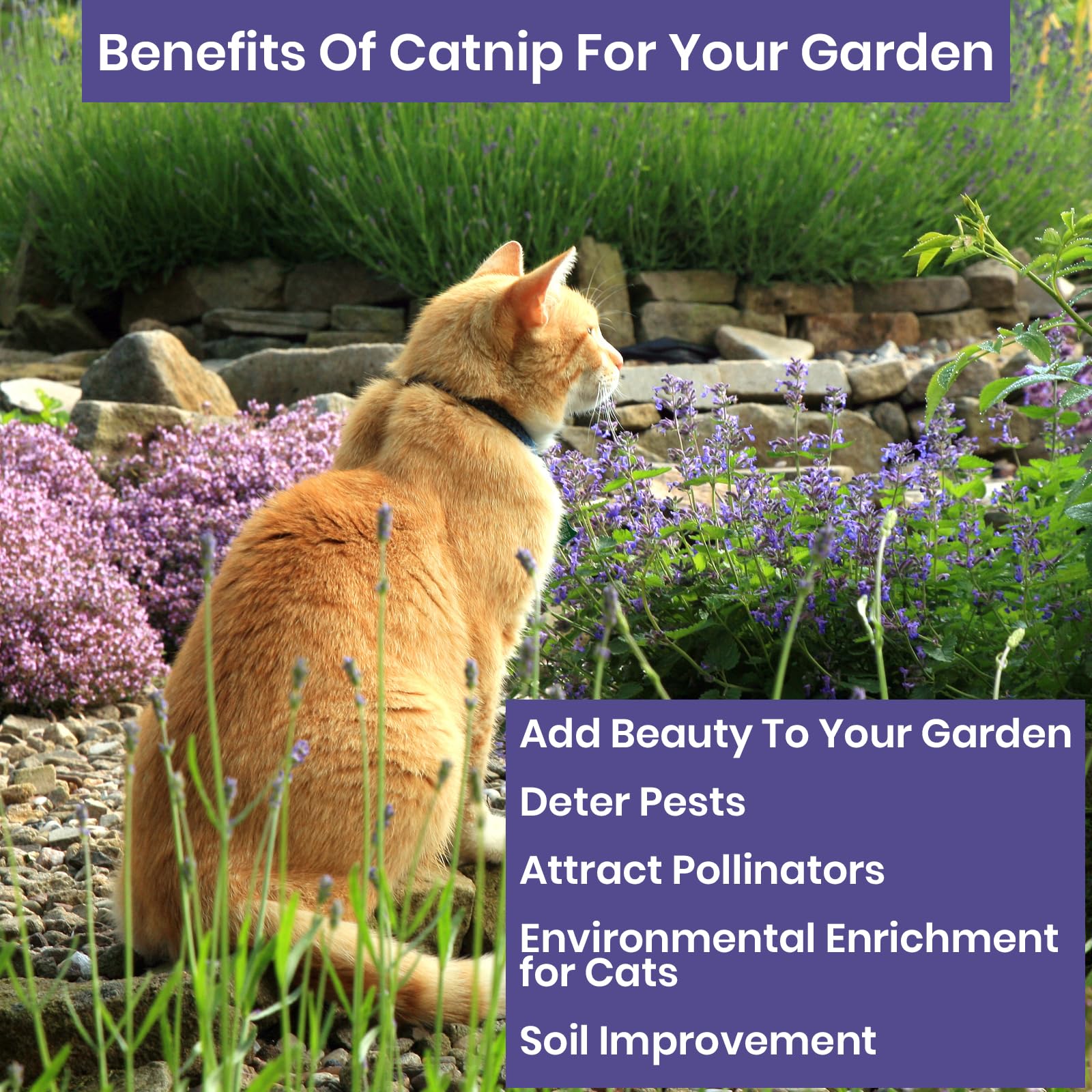 Catnip seeds in a garden setting