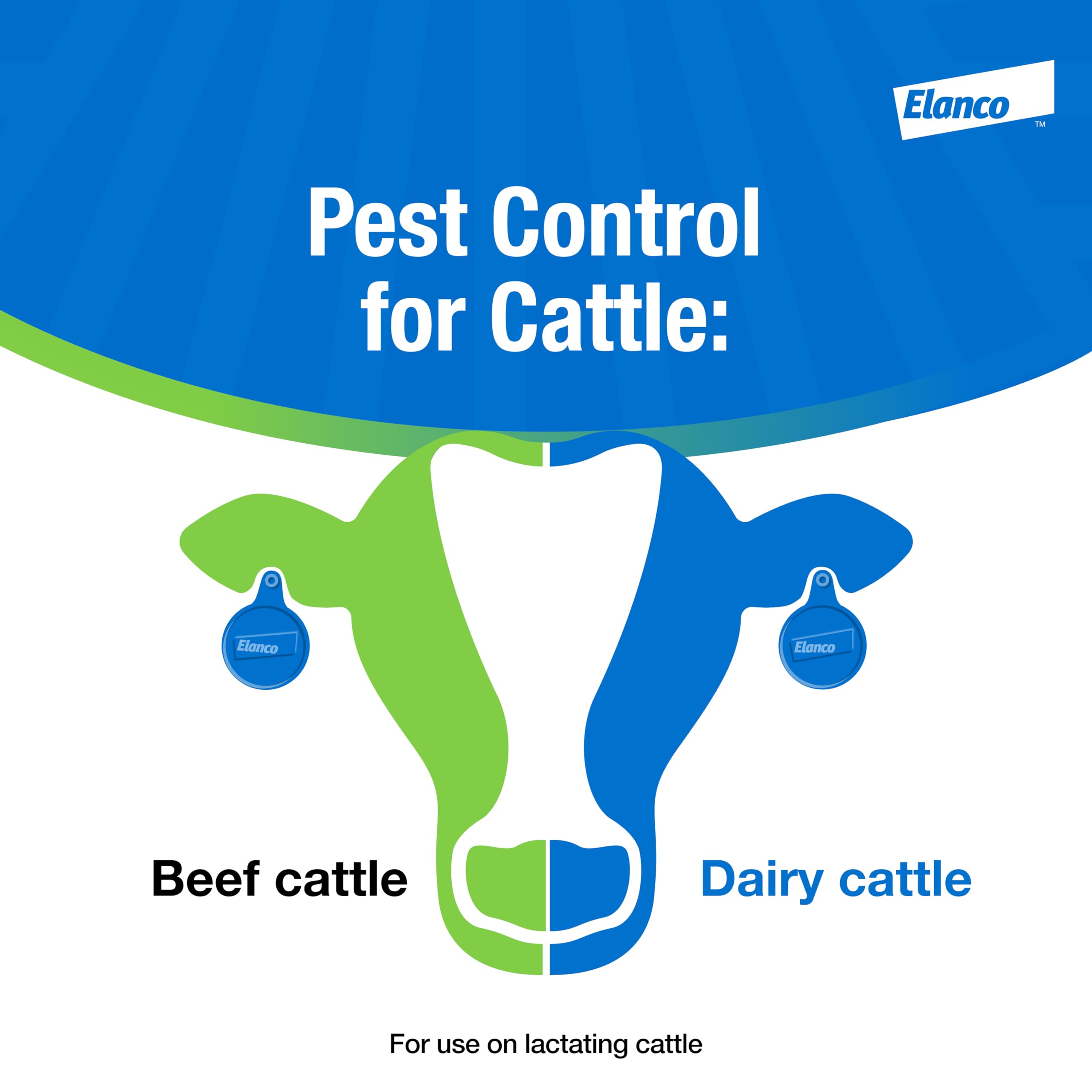 Cattle with Elanco CyLence Ultra Ear Tags applied