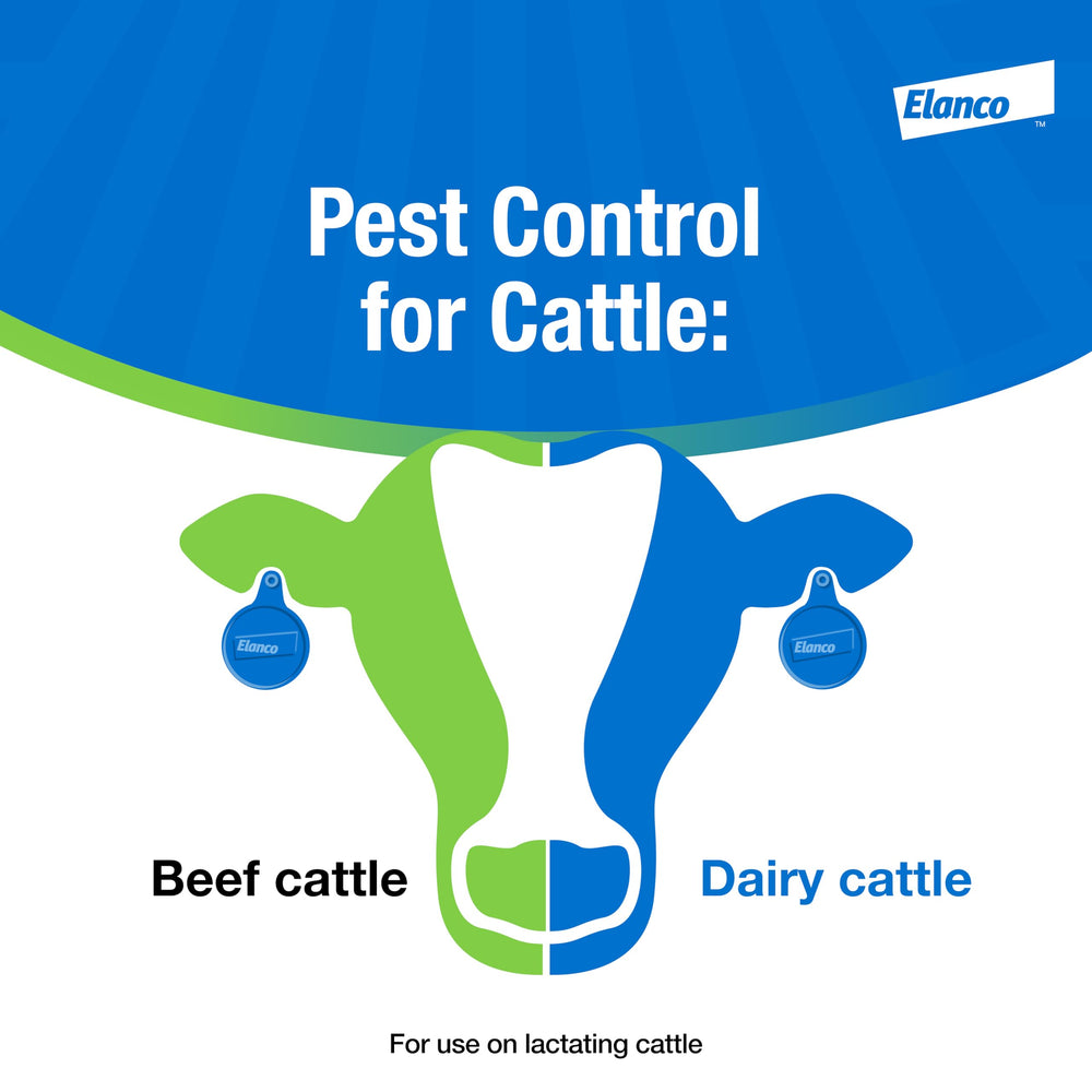 Cattle with Elanco CyLence Ultra Ear Tags applied
