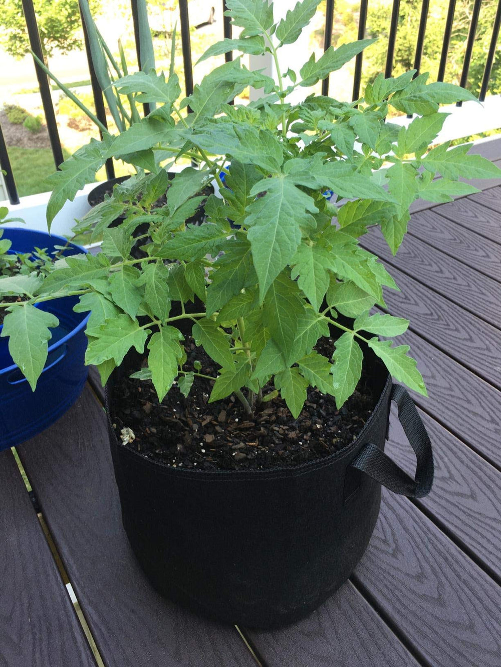 Cavisoo Grow Bags with soil and plants