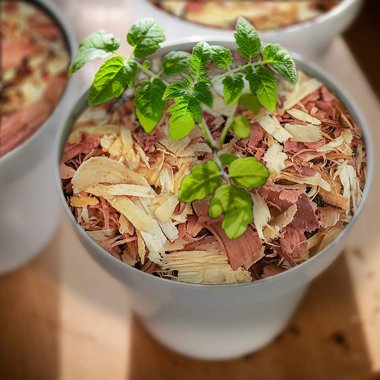 Cedar shavings displayed in an open container for air freshening