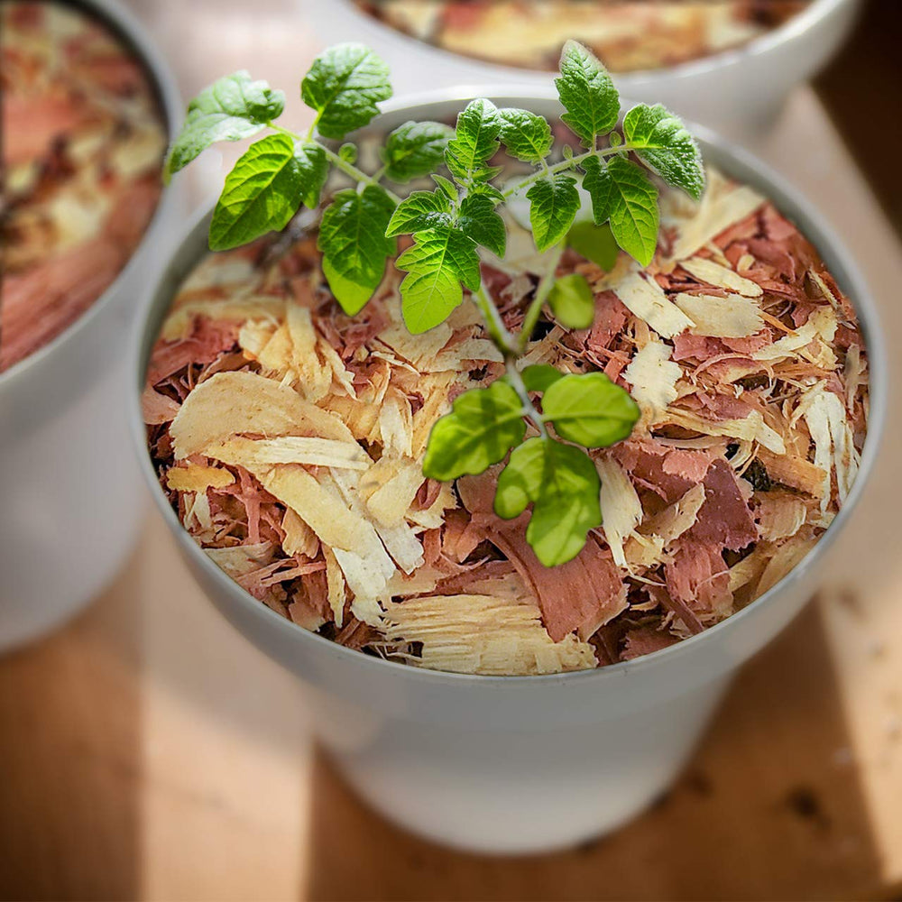 Cedar shavings displayed in an open container for air freshening