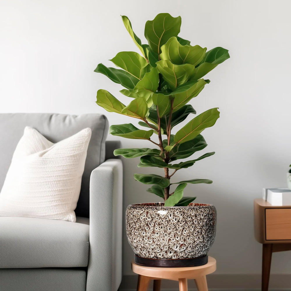 Ceramic plant pot with drainage hole and saucer