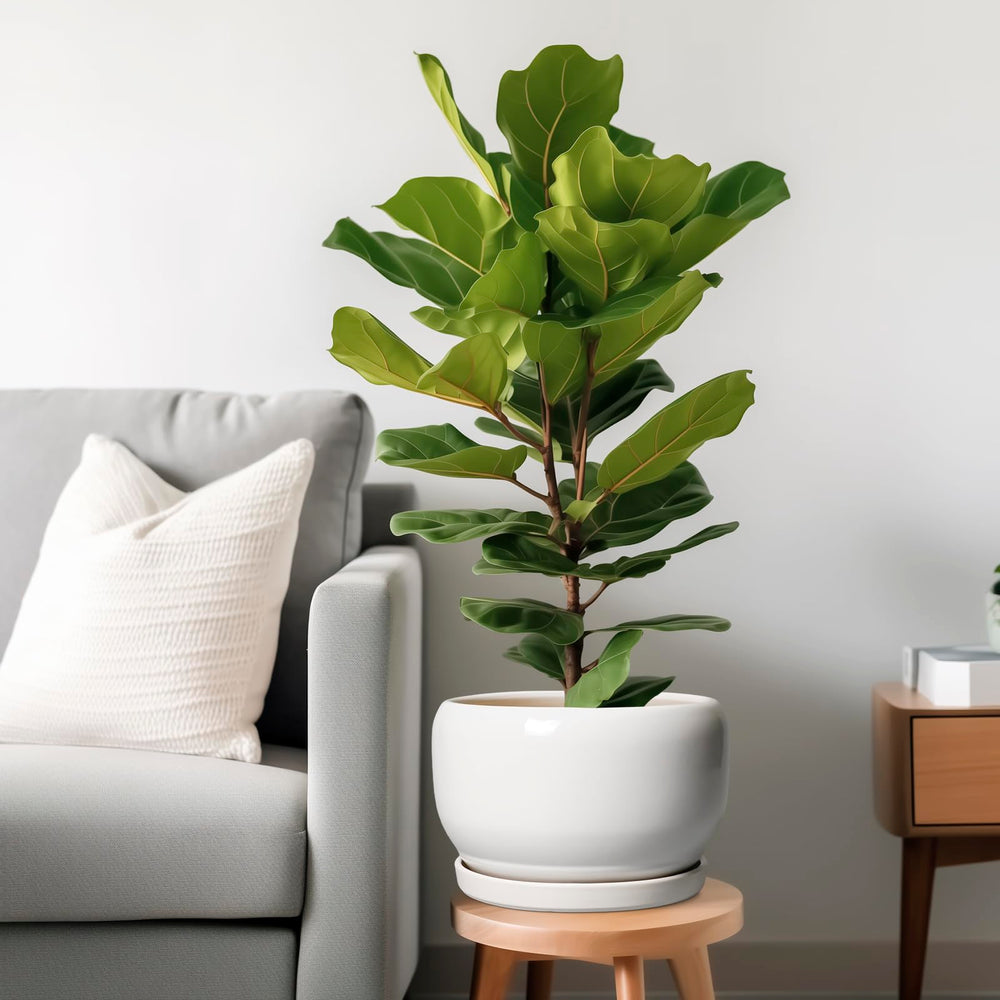 Ceramic saucer included with SQOWL planter, side view