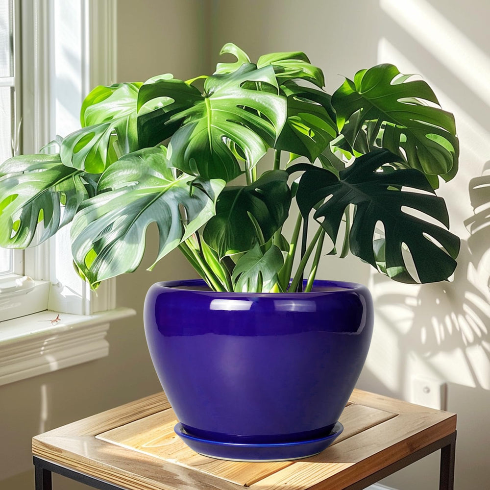 Ceramicfor 10 Inch Royal Blue Planter with indoor plants