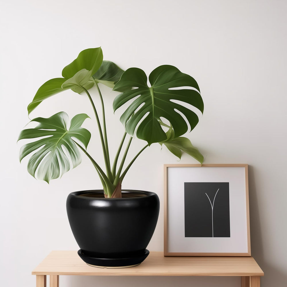 Ceramicfor 6 Inch Ceramic Planter Pot showing drainage hole