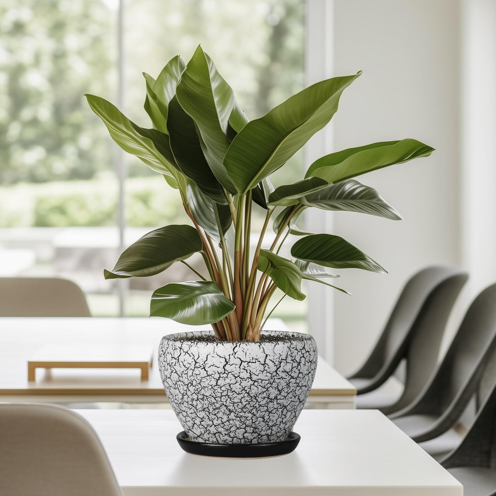 Ceramicfor 6 Inch Ceramic Planter Pot with black and white design
