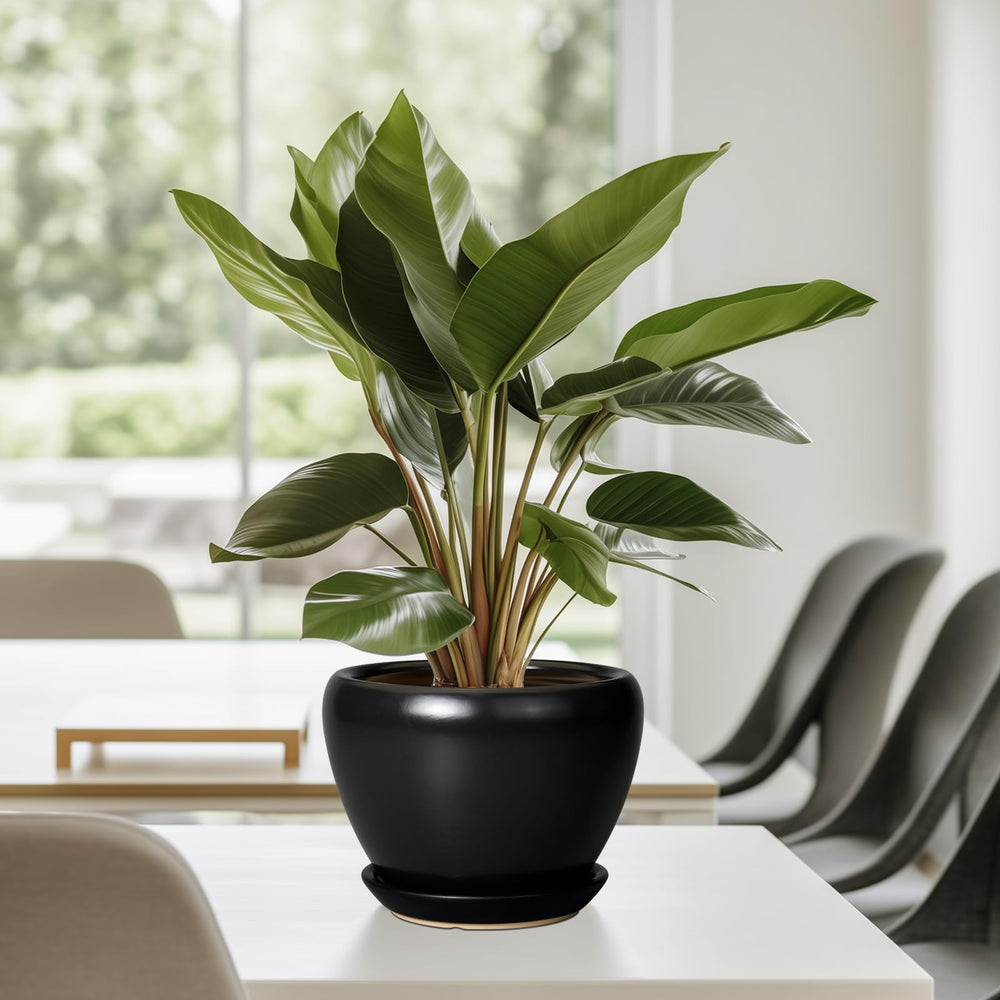 Ceramicfor 6 Inch Ceramic Planter Pot with decorative plants